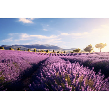 French Lavender Fields canvas